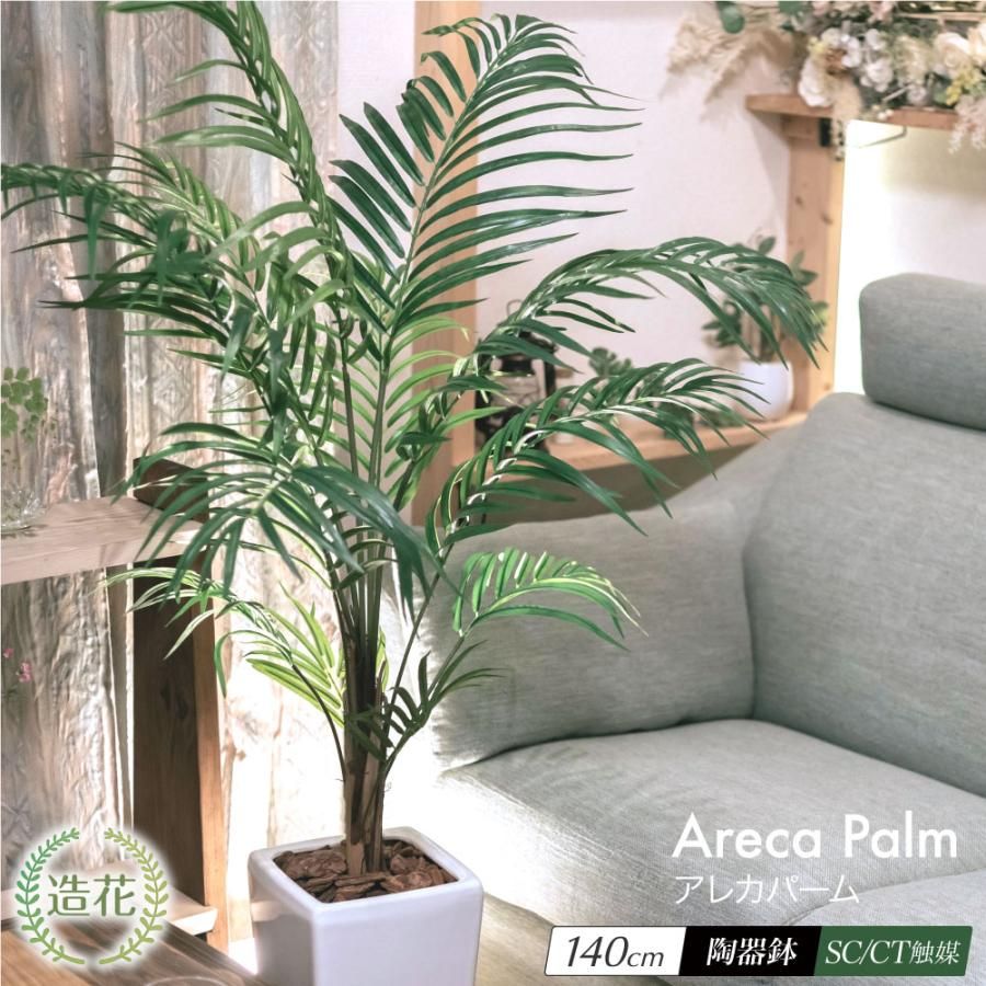 アロエ ハイブリッド aloe hybrid 綴化株 S1386-1 アロエ ハイブリッド