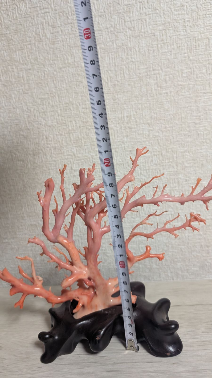 珊瑚 本珊瑚