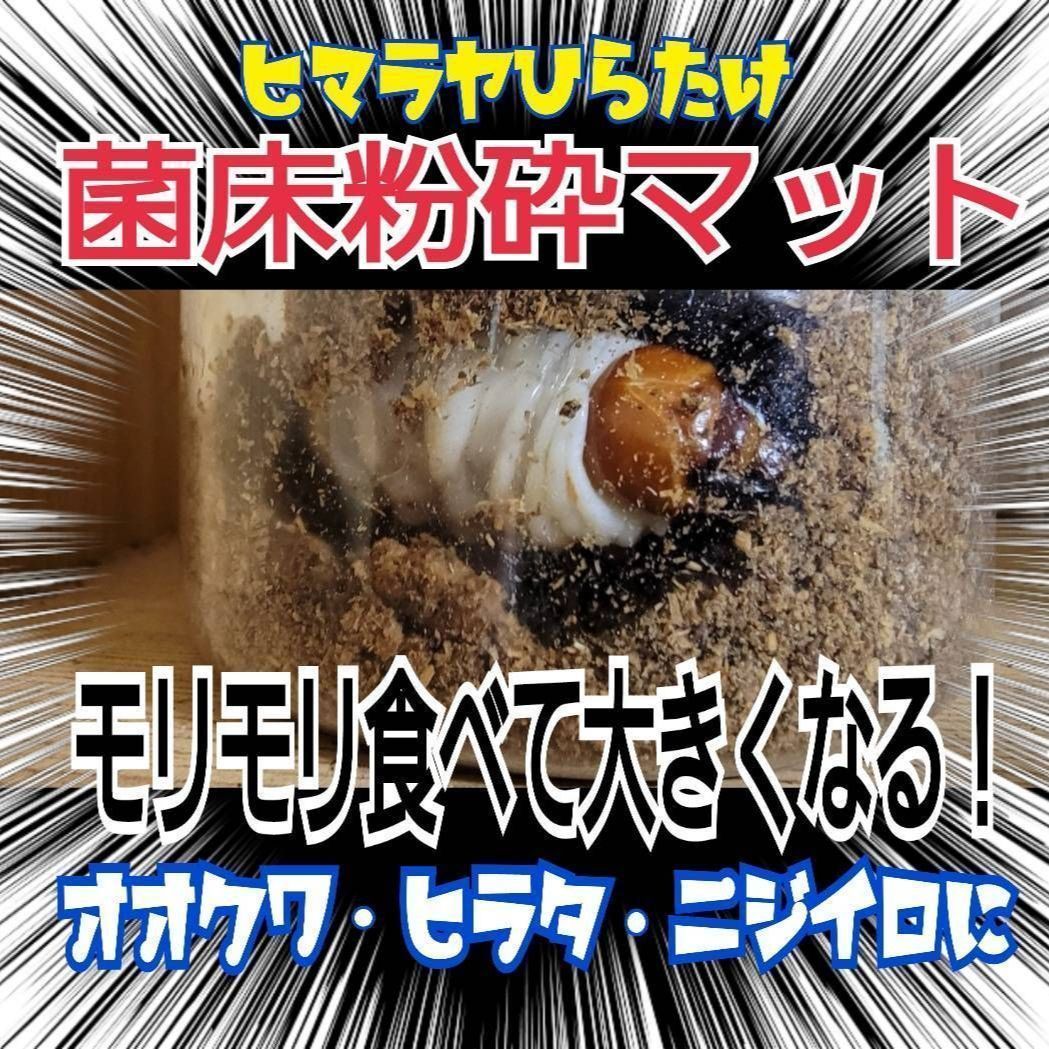 クワガタ幼虫が大きくなる！【改良版】ヒマラヤひらたけ菌床粉砕マット