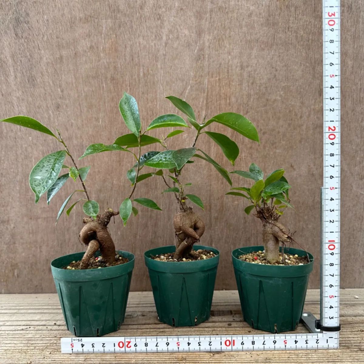 【サンプル】ガジュマル小 3寸 3個セット Ficus microcarpa フィカス ミクロカルパ 多幸の木 幸せを呼ぶ木 観葉植物 観葉 ...