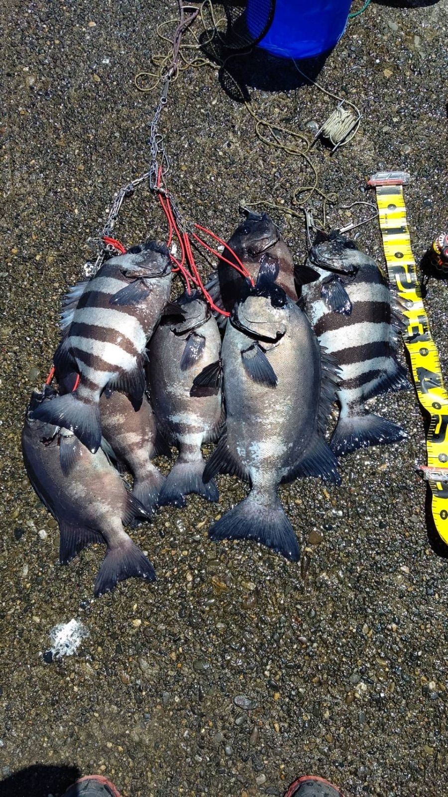 黒鯛 釣り餌