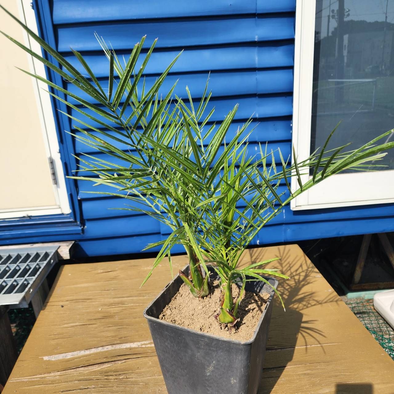 フィロデンドロン　ベルコーサム　6号 フィロデンドロン ベルコーサム6号鉢 フィロデンドロン ベルコーサム