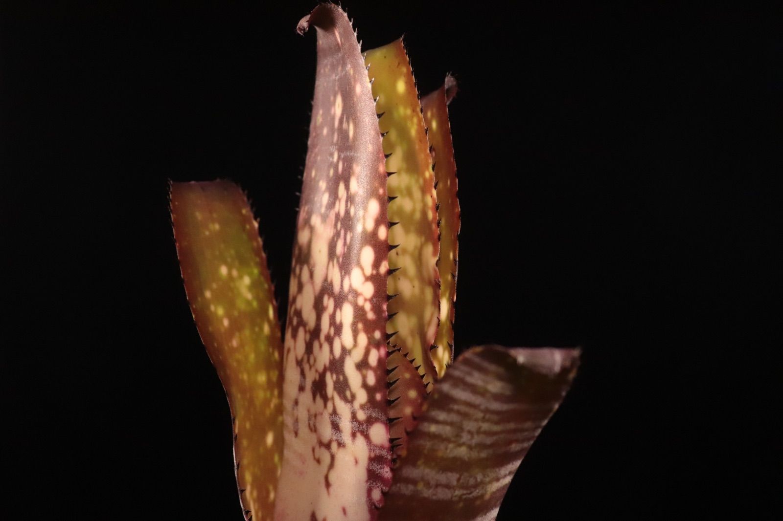 Billbergia 'Berry Blast'〔ビルベルギア〕現品発送B301 送料無料】Billbergia 'Berry Blast'〔ビルベルギア〕現品発送B301