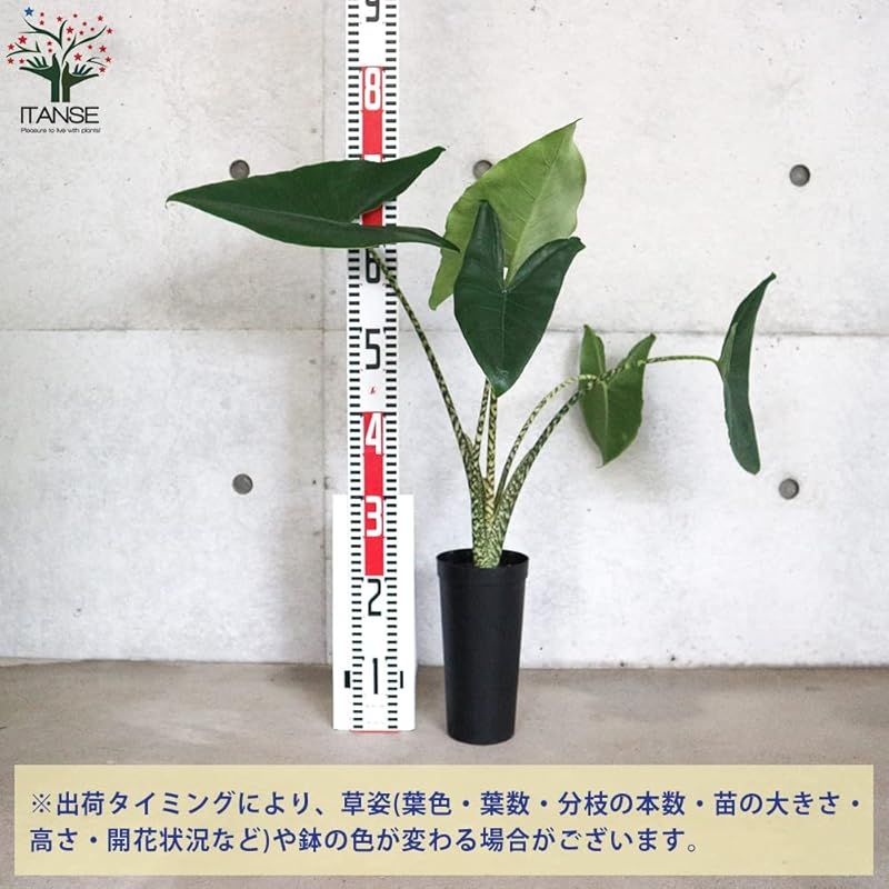 Zebrina サトイモ科アロカシア属