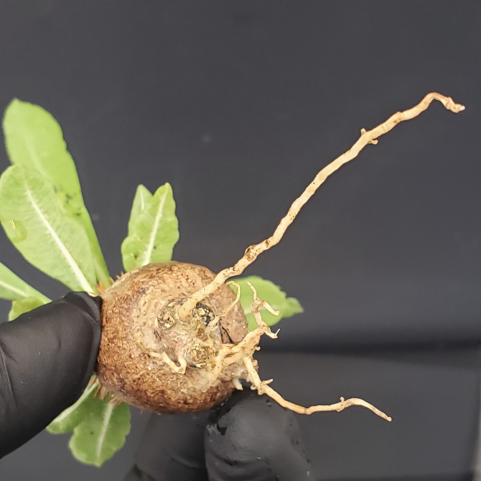 V244【自社養生発根株】Pachypodium 品種不明株（SS）（現地球