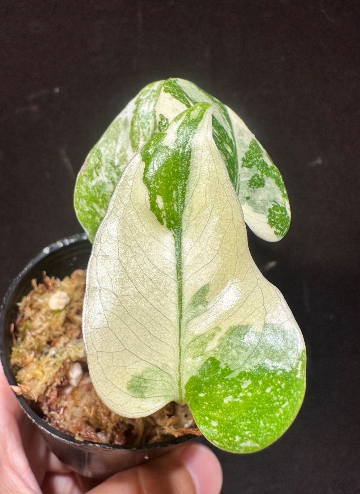 観葉植物 Monstera Deliciosa cream burle ⁄ モンステラデリシオーサ