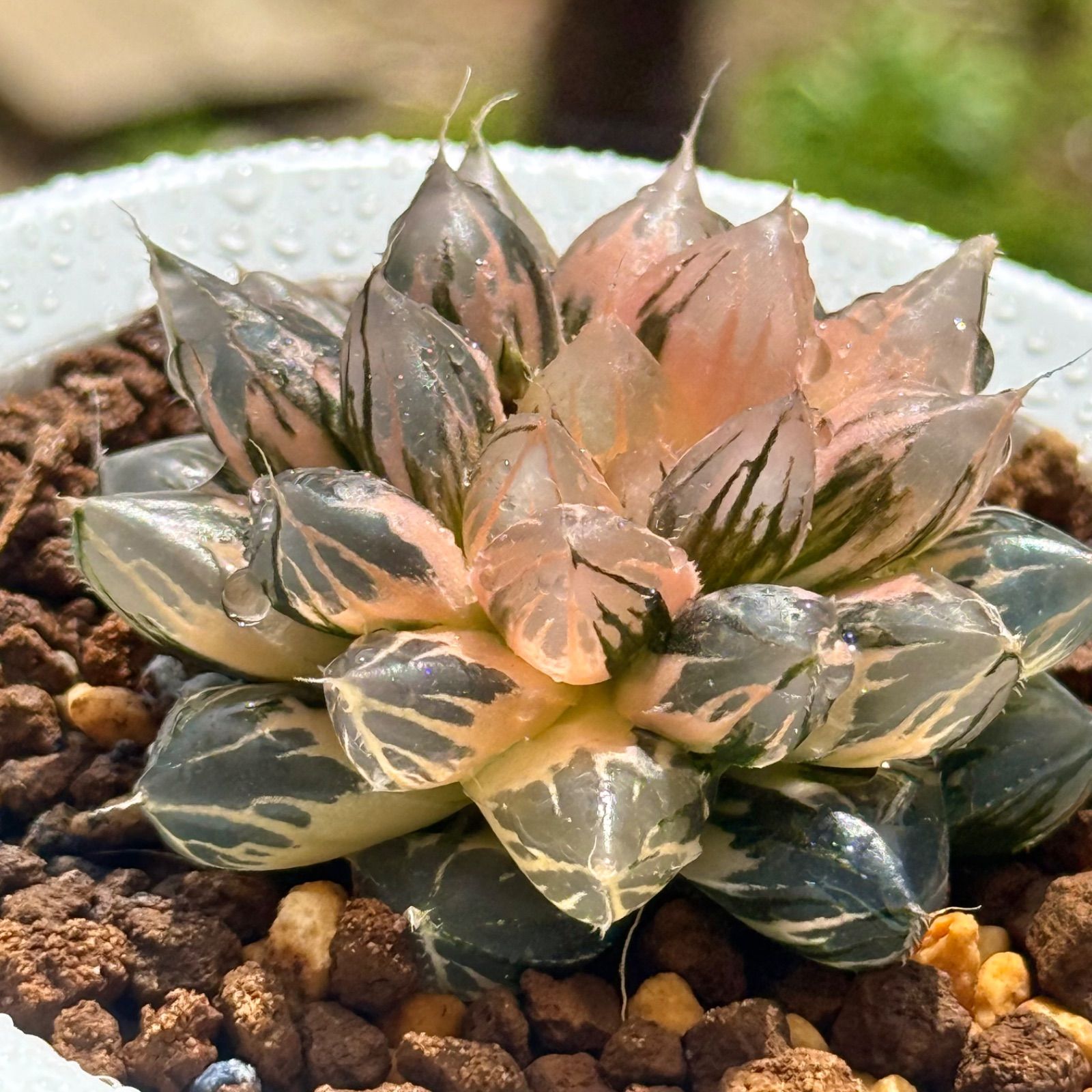 多肉植物 ハオルチア ブラックオブツーサ錦H ハオルチア 多肉植物