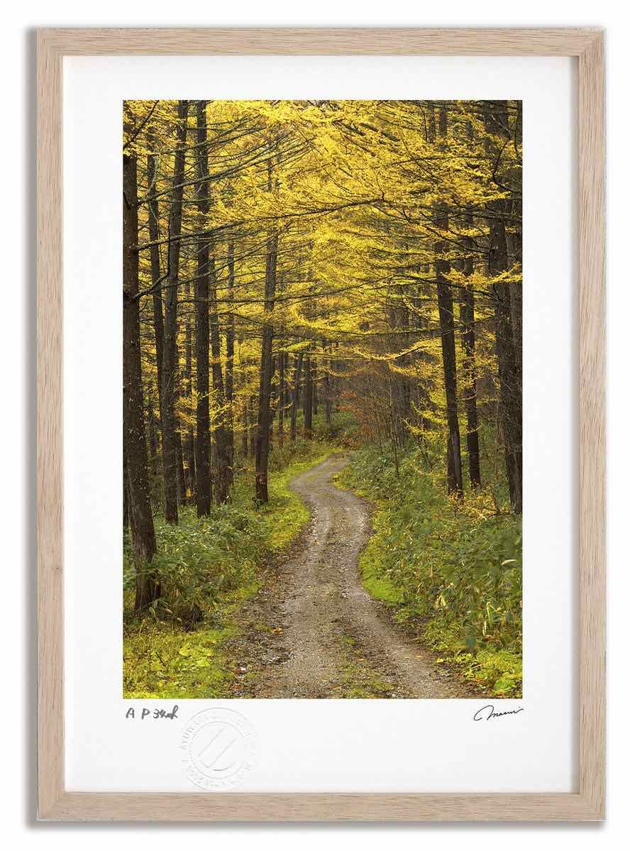 アートフォト 絵画 紅葉のカラマツ3|南富良野町 高橋真澄|インテリア 額入り 額装込 風景画 油絵 ポスター アート アートパネル リビング 玄関 プレゼント モダン アートフレーム 飾る Mサイズ おしゃれ 壁掛け 絵