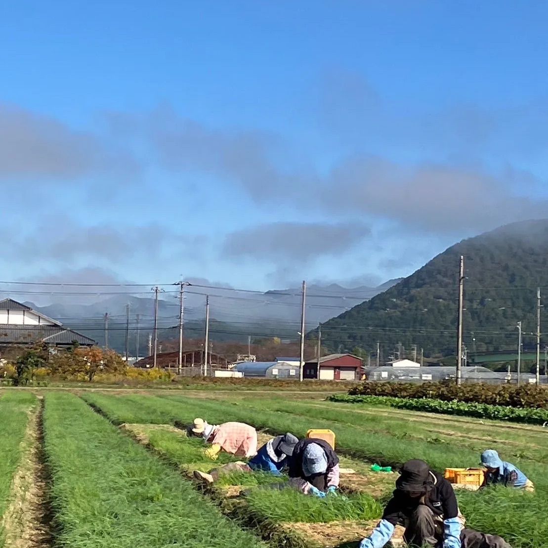 中晩種‼️OP玉ねぎ苗‼️2,000本