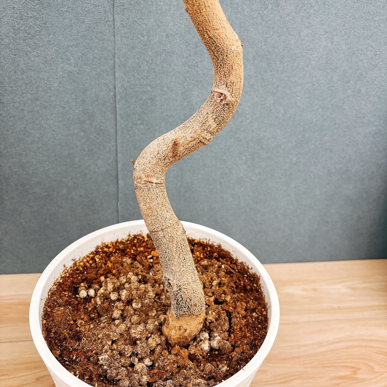 現品］10番 節約 エバーフレッシュ 曲がり 8号 観葉植物 室内 大型