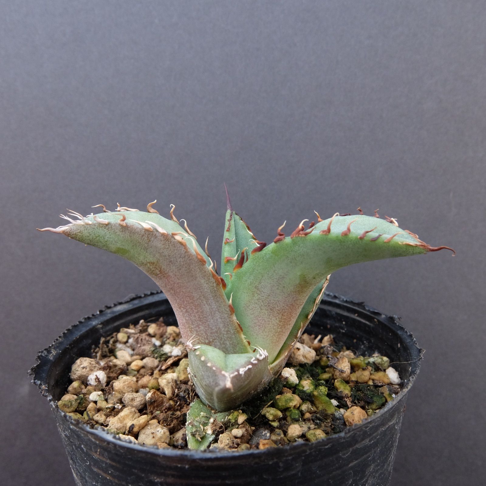 Agave Titanota 陽炎強棘☆★ アガベ　チタノタ　陽炎強棘　2株 Agave Titanota 陽炎強棘 アガベ チタノタ 陽炎強棘｜Yahoo