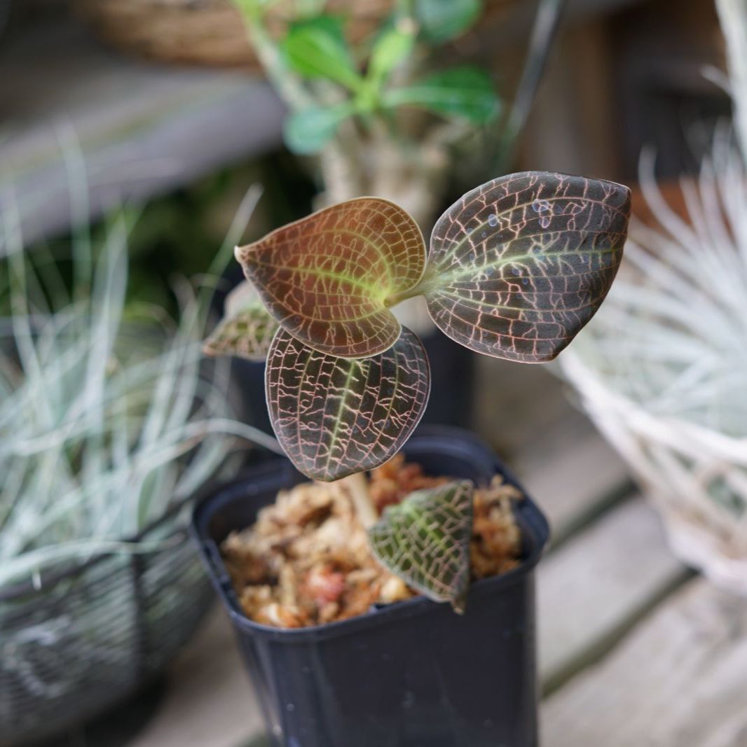 希少 ドッシニア　マルモラータ　ダイィ　ジュエルオーキッド　小苗 希少 ドッシニア マルモラータ ダイィ ジュエルオーキッド 中苗