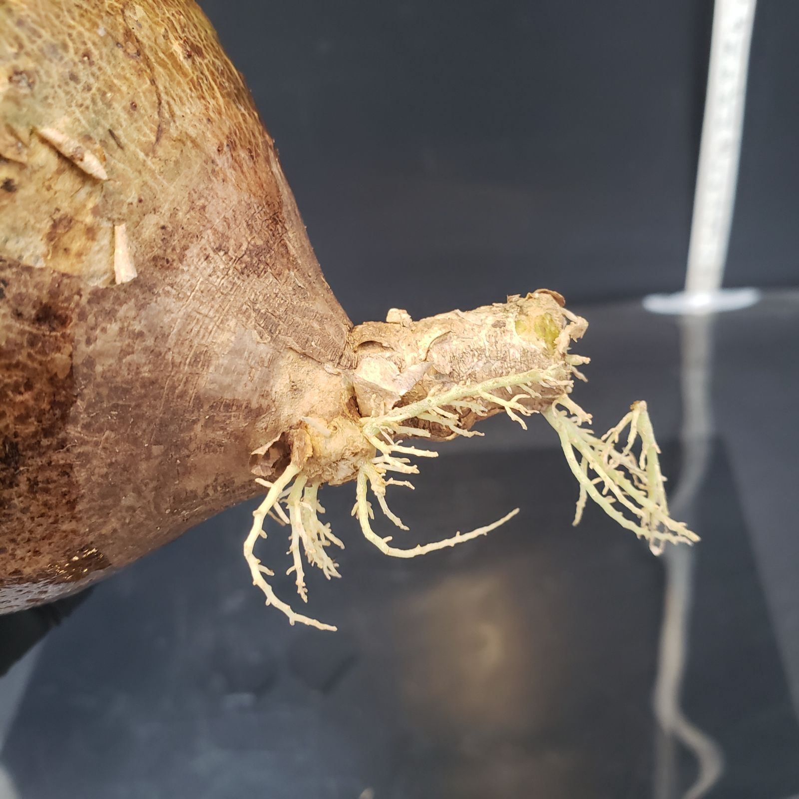 ル262 「現地株」パキポディウム グラキリス S 抜き苗 ル262 「現地株