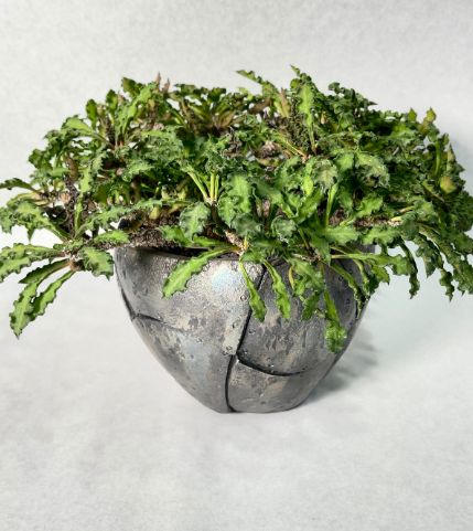 ユーフォルビア デカリー スピロスティカ 塊根 コーデックス