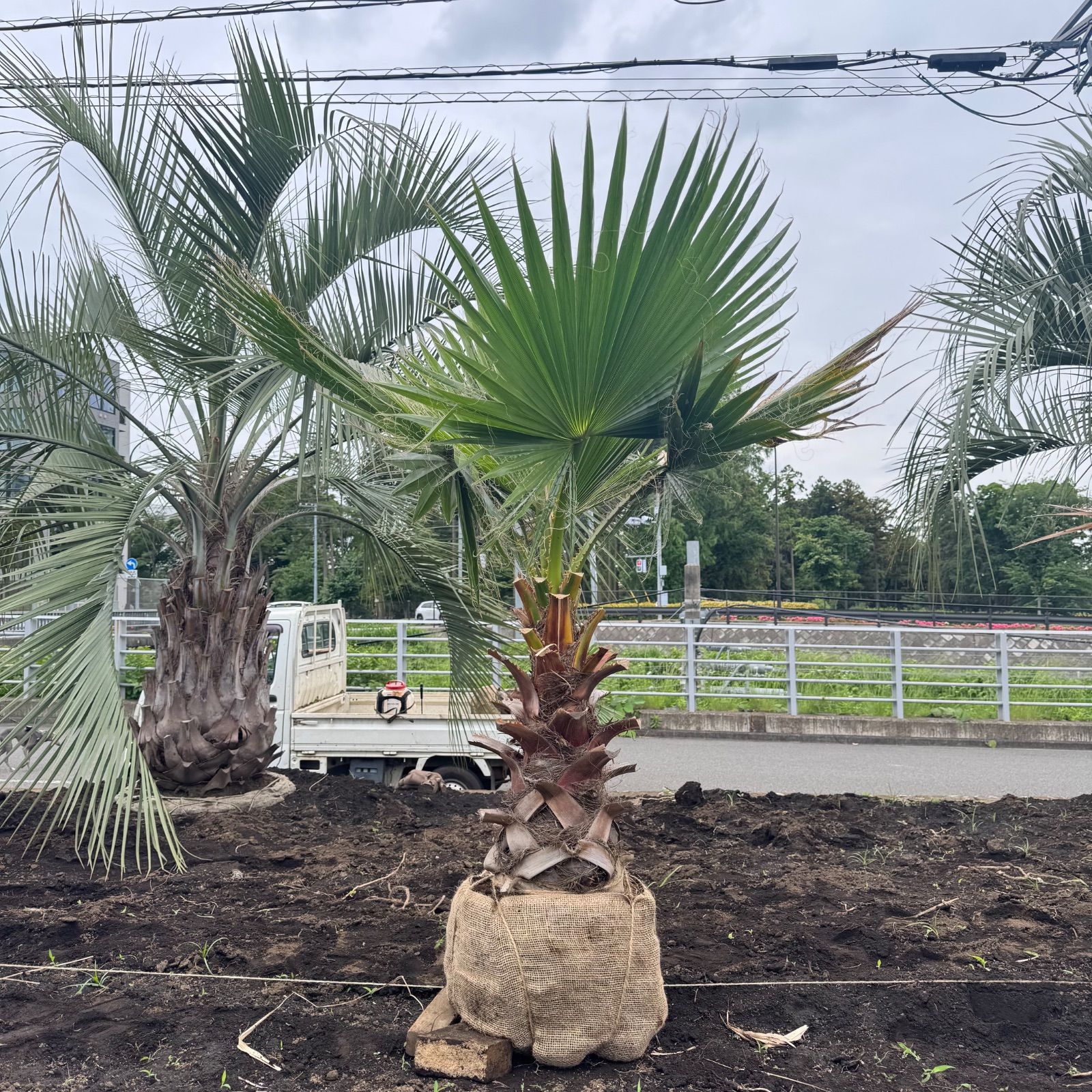 ワシントンヤシ No.3 幹太】ワシントンヤシ No.11 - メルカリ