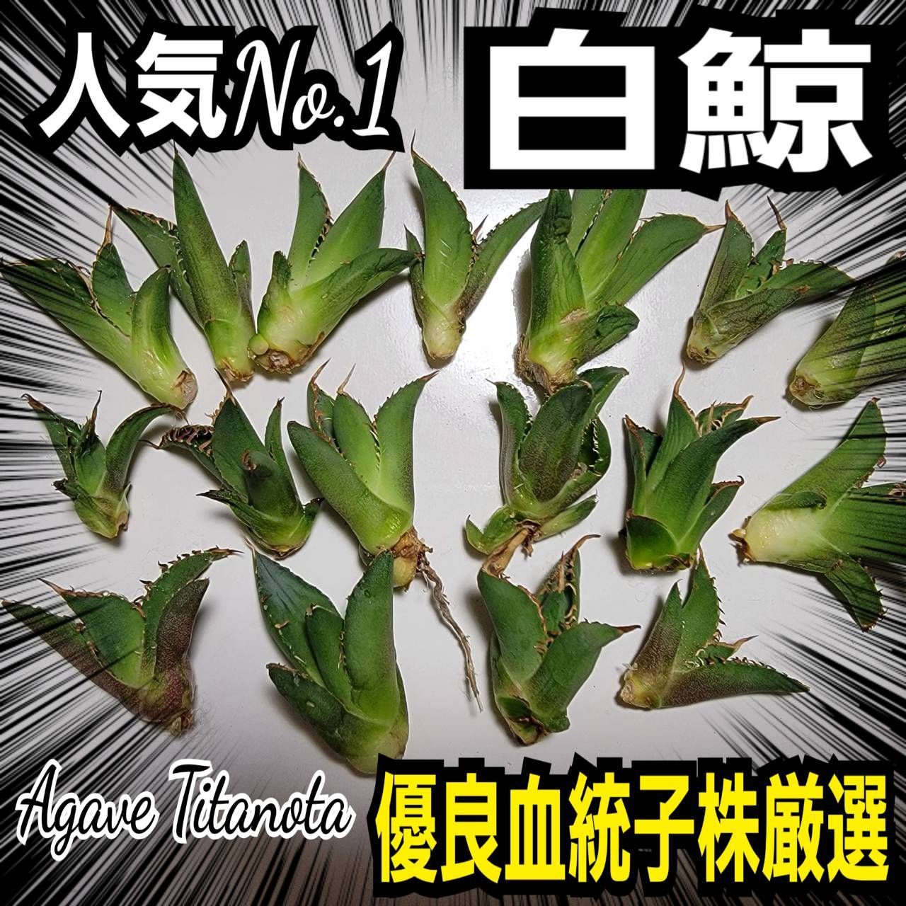【厳選】チタノタ 白鯨 親株 厳選】チタノタ 白鯨 親株