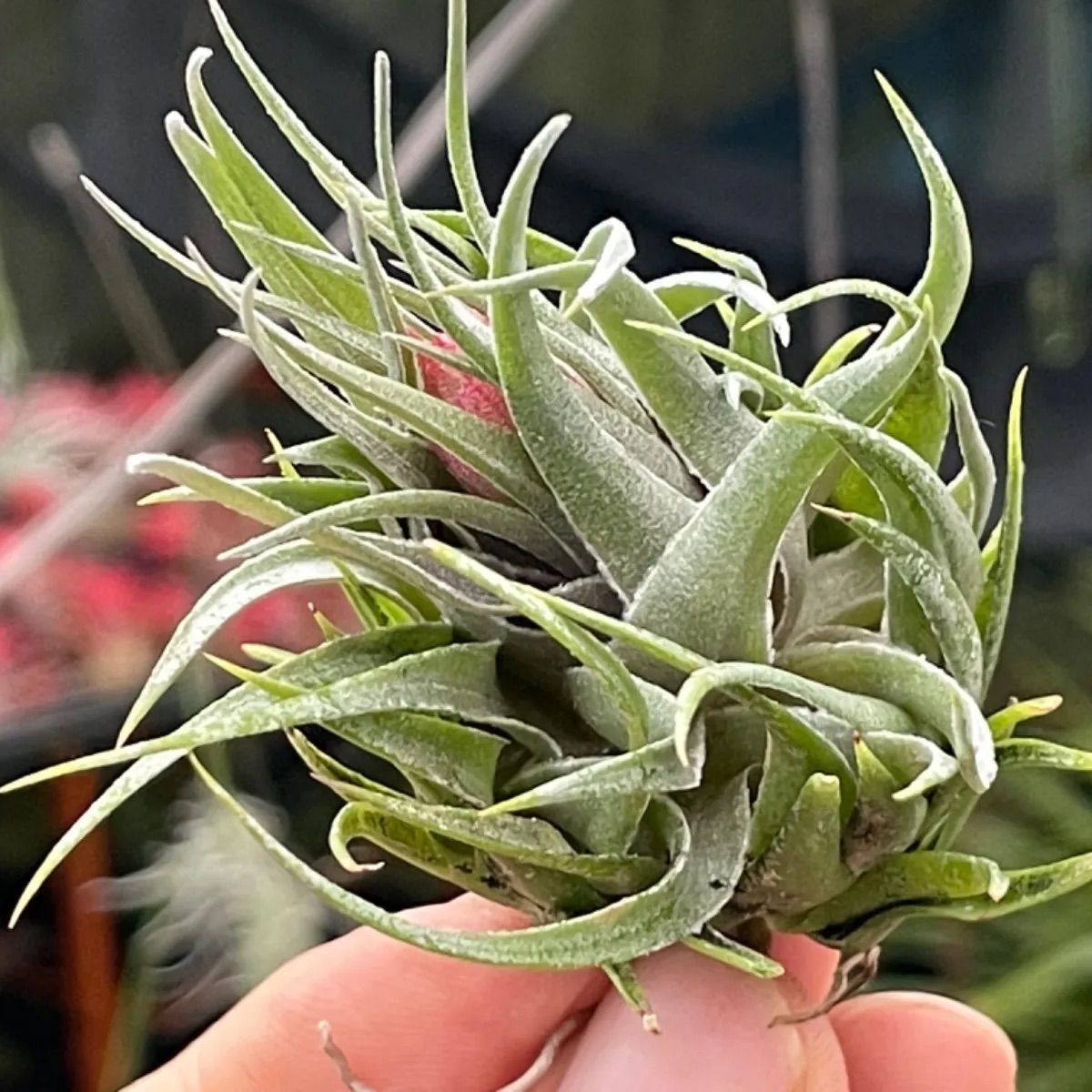 Tillandsia kautskyi (カウツキー)+worldfitnessacademy.com