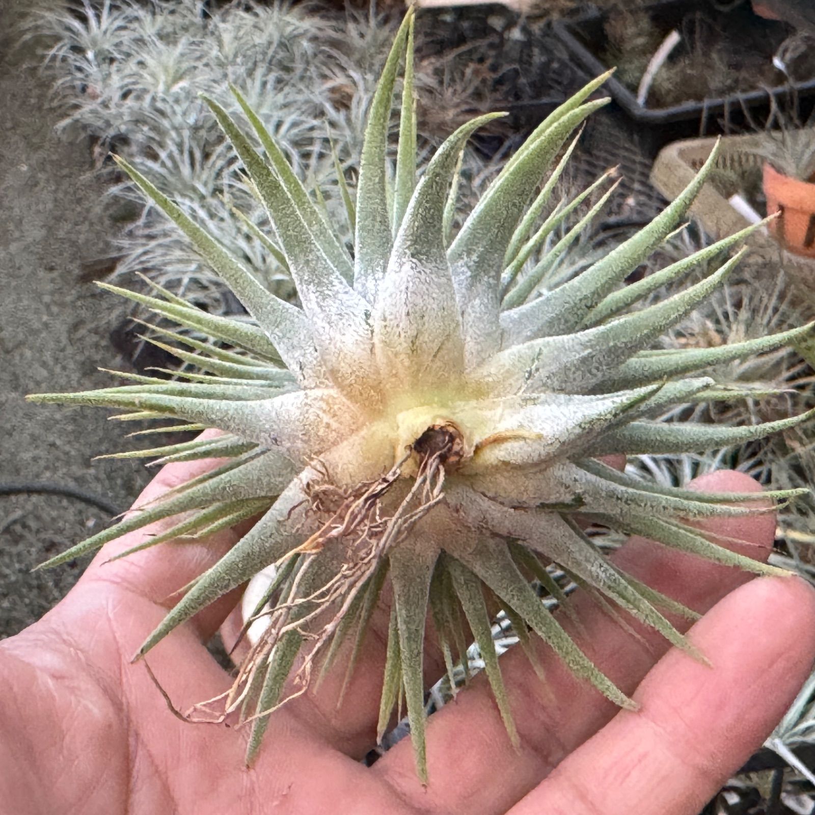 チランジア イオナンタ スノーボール Tillandsia Ionantha Snowball