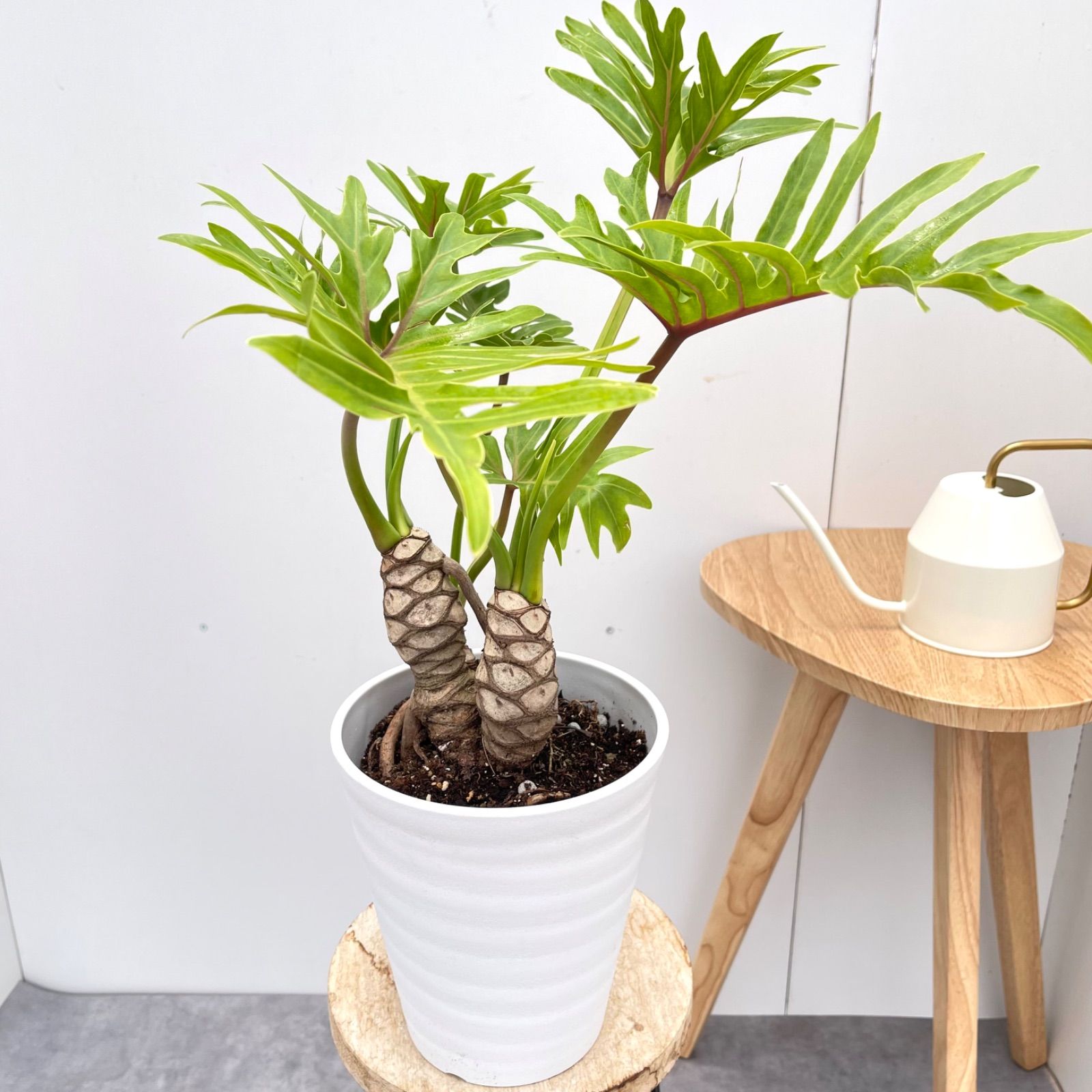 フィロデンドロン　クッカバラ　ジャイアント　3【現品】☆A級品☆ 観葉植物　大型 フィロデンドロン クッカバラ ジャイアント 7【現品】観葉植物
