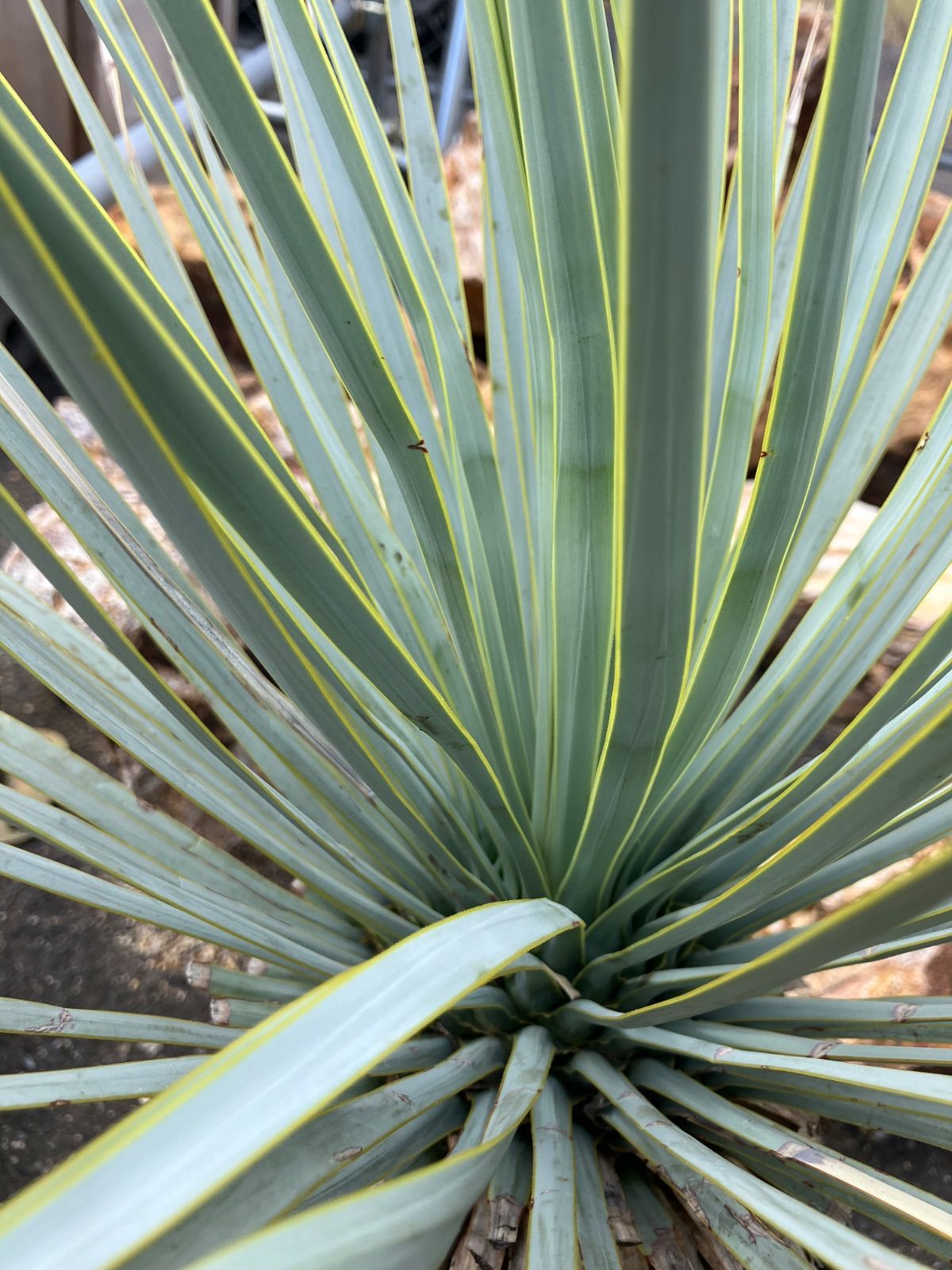 良心的な ユッカ マルデヌベス ロストラータ 良株 お早めにどうぞ！！