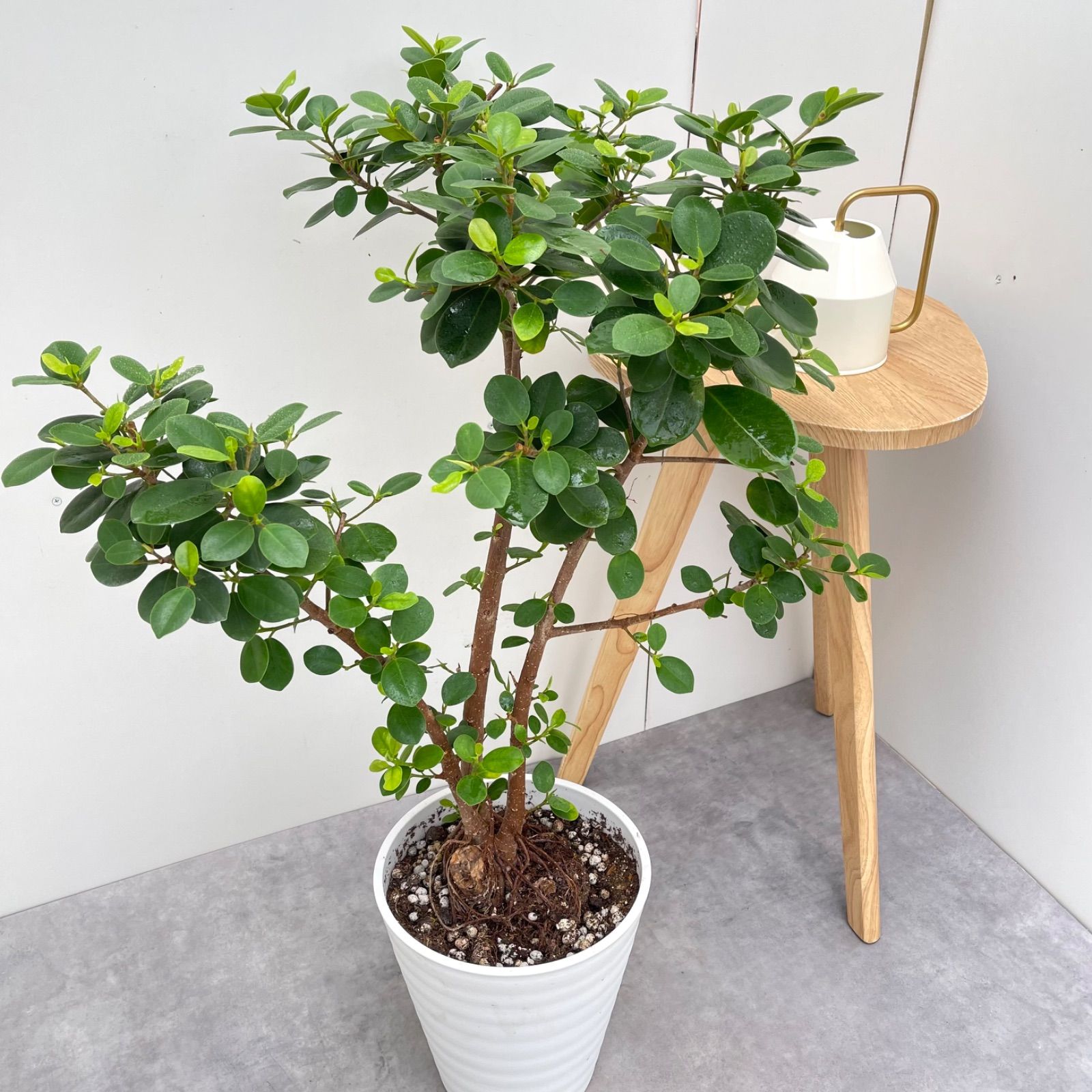 パンダガジュマル 3【現品】☆希少☆ 観葉植物 大型 - メルカリ