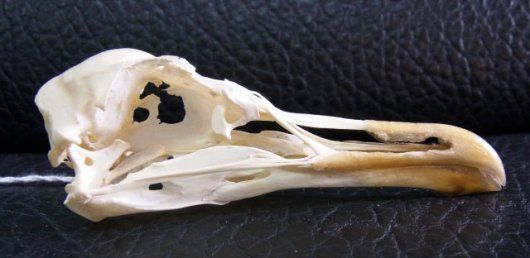 高品質！セグロカモメ Herring gull 頭骨