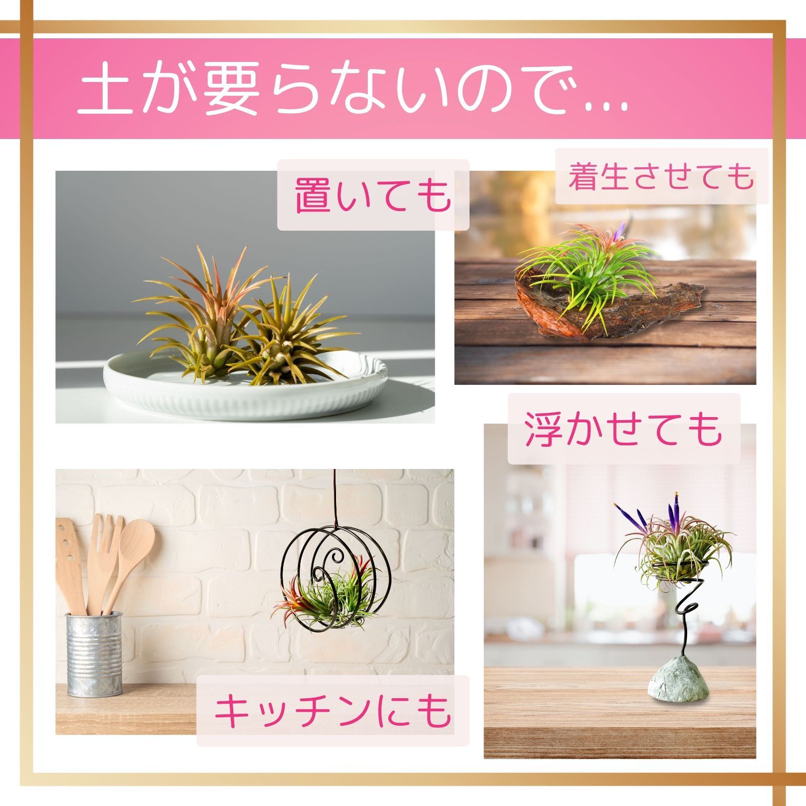 ☆花付き【コットンキャンディー】チランジア エアプランツ エアー