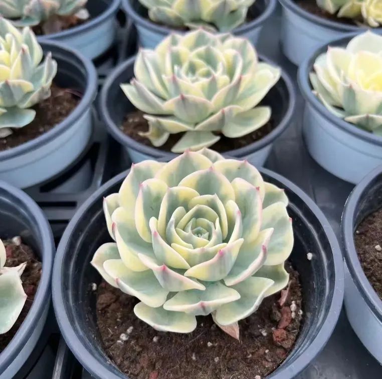 50多肉植物ルノーディーン 50苗4-6CM 多肉植物ルノーディーン 育て方・ふやし方 | 農家web