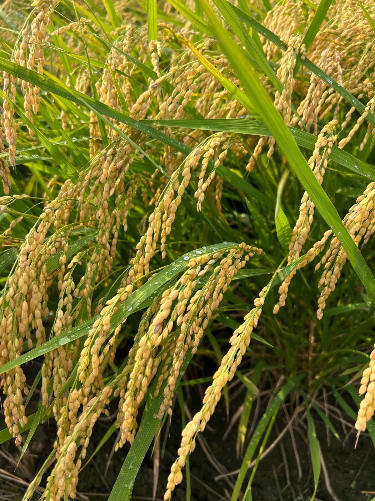 新潟県産JAS有機栽培 転換中
