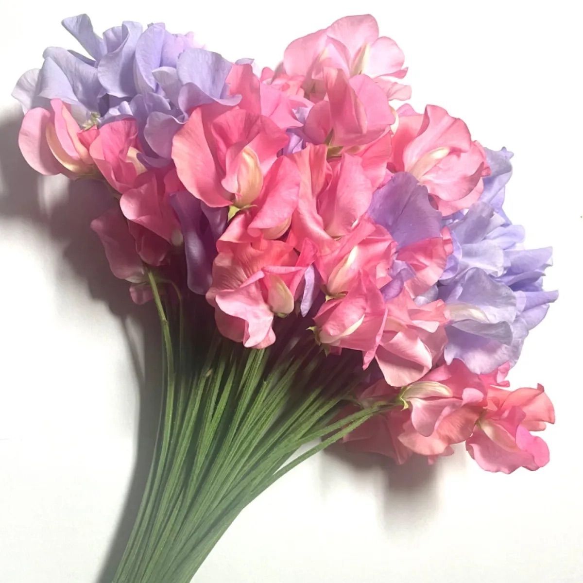 メルカリshops 花 生花 切り花 花束 産地直送 新鮮 スイートピー 混合 Kk50本 保水有 メルカリshops 花 生花 切り花 花束 産地直送 新鮮 スイートピー 混合 Kk50本 保水有