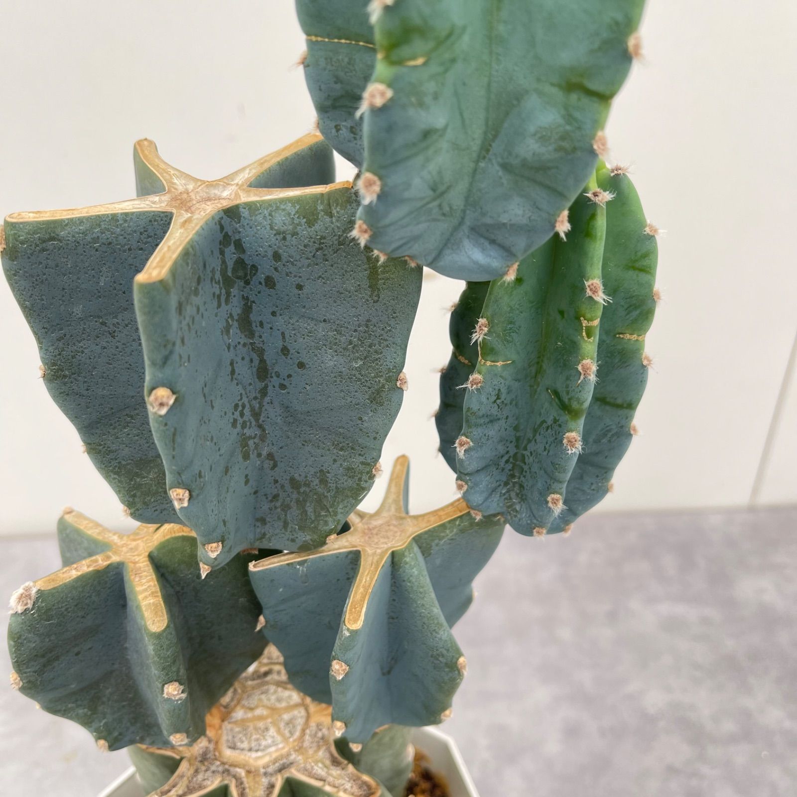 柱サボテン ブランチ 34【現品】観葉植物 室内 ドライガーデン