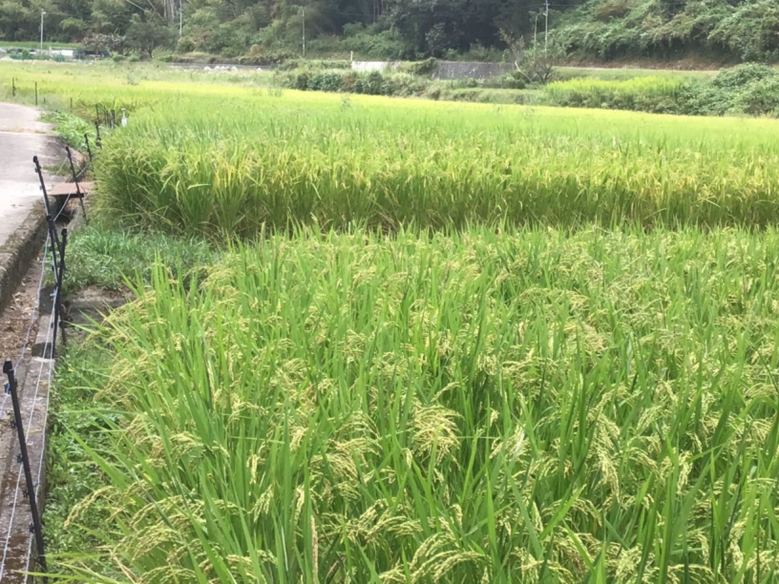 天日干し 生きものいっぱいで地球に優しい朝日米 ２キロ令和5年産 - メルカリ