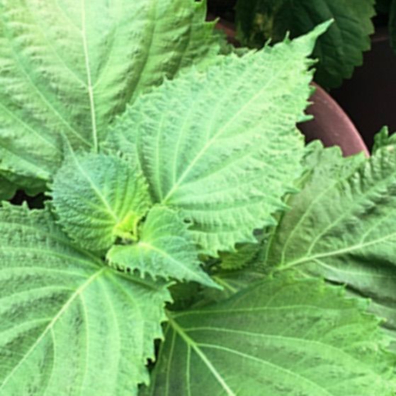 大葉　青じそ 無農薬 青しそ（大葉）の種 2ml 約1000粒 キツツキファーム - メルカリ
