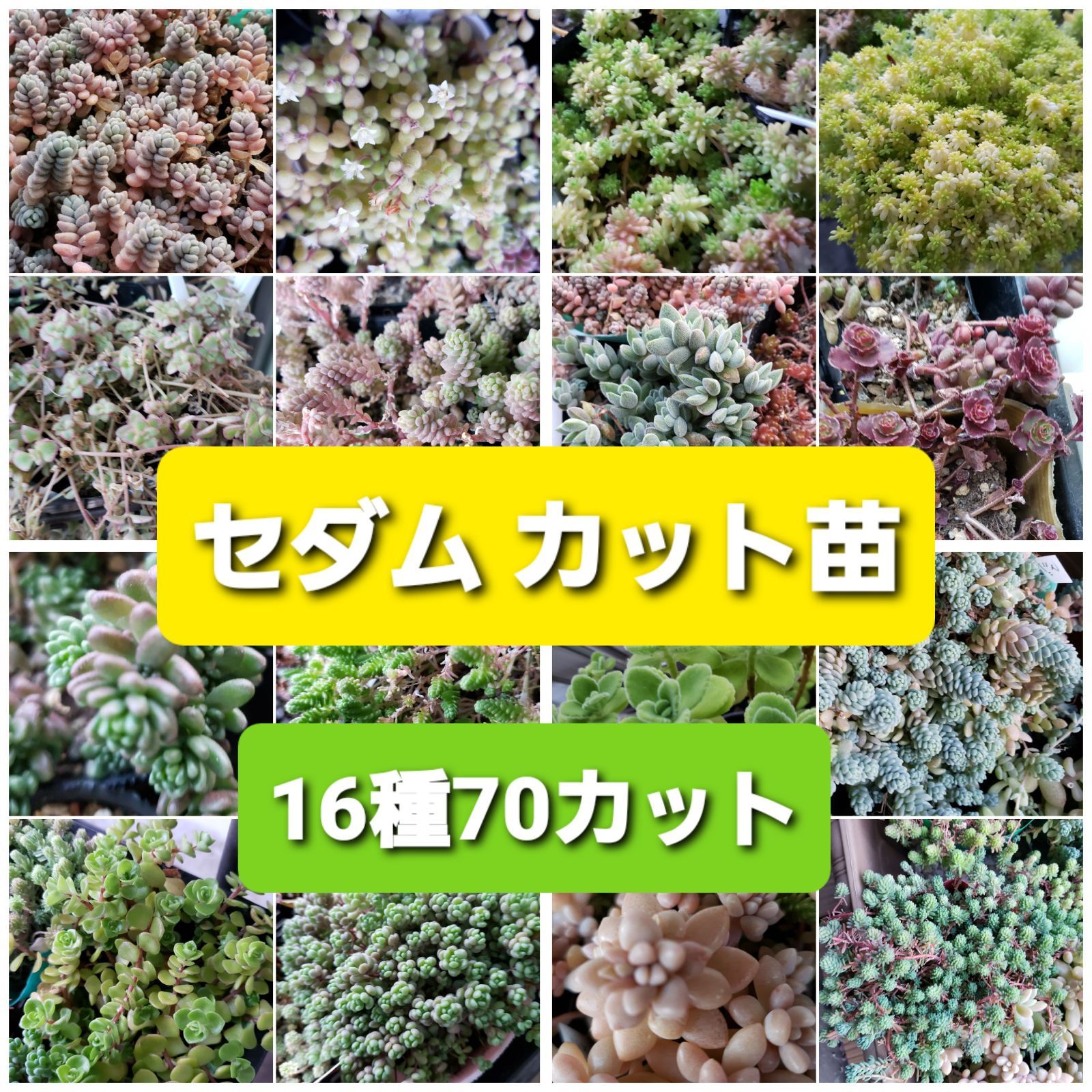 多肉植物 セダム カット苗 セット (マジョール、ミルキーウェイ