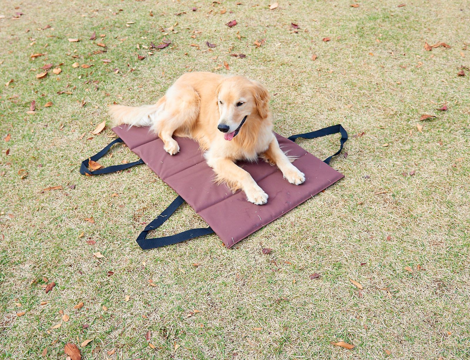 マーケティングOFT介護カート※外箱つぶれ等※[大型犬用 大型犬 介護