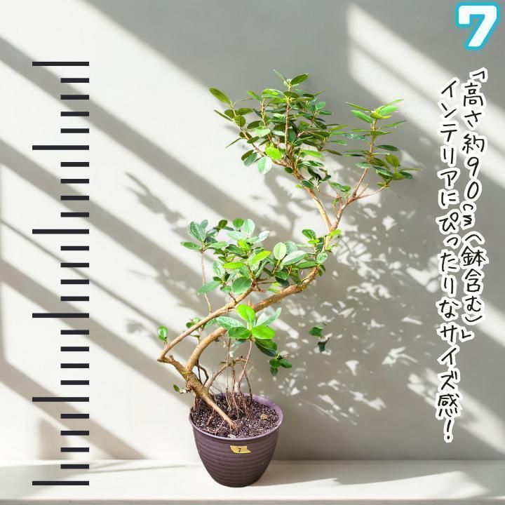 ✨パンダガジュマル No.7【盆栽仕立て】✨ ✨パンダガジュマル No.7【盆栽仕立て】✨ - メルカリ