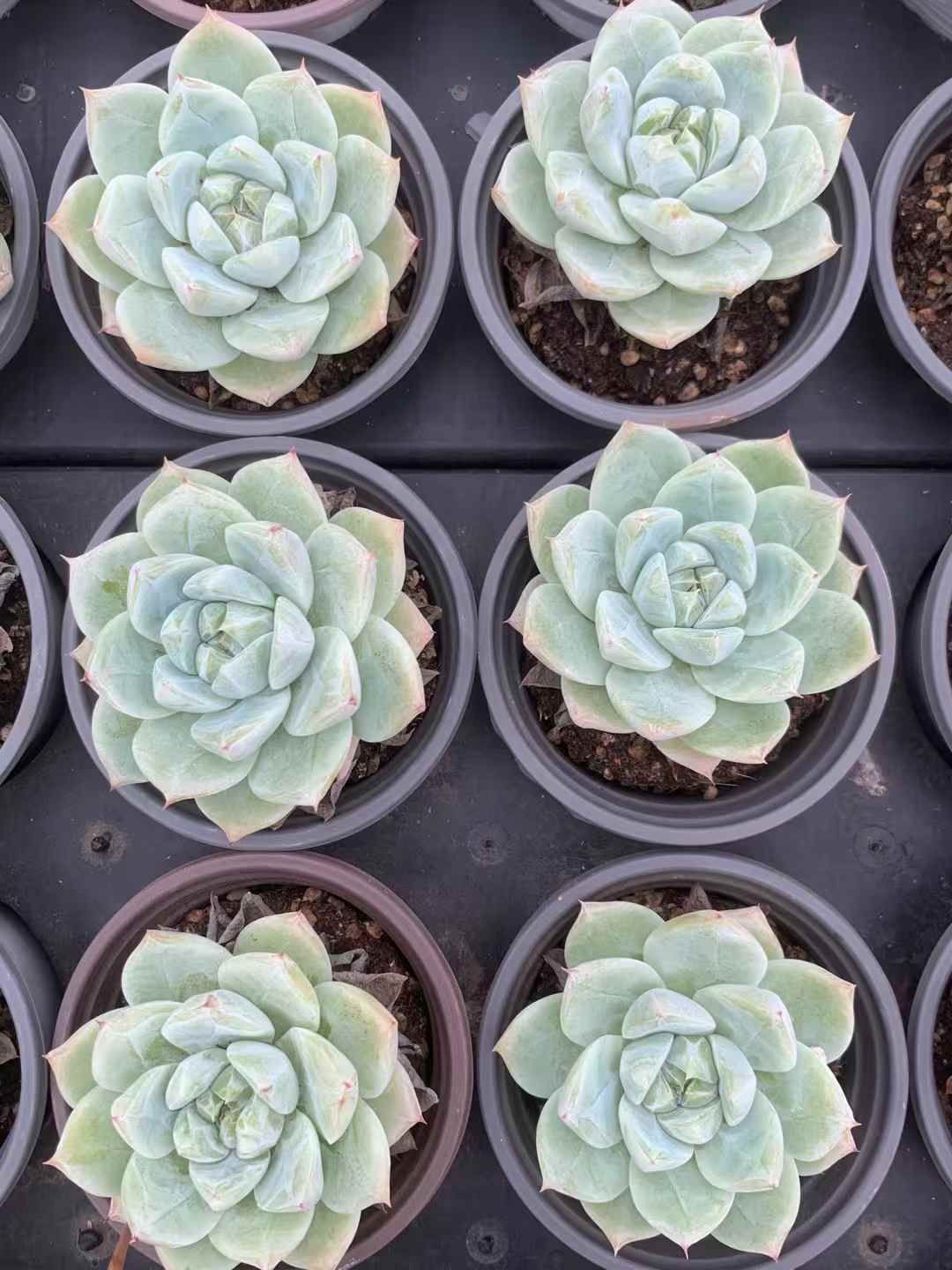 抜き苗 多肉植物