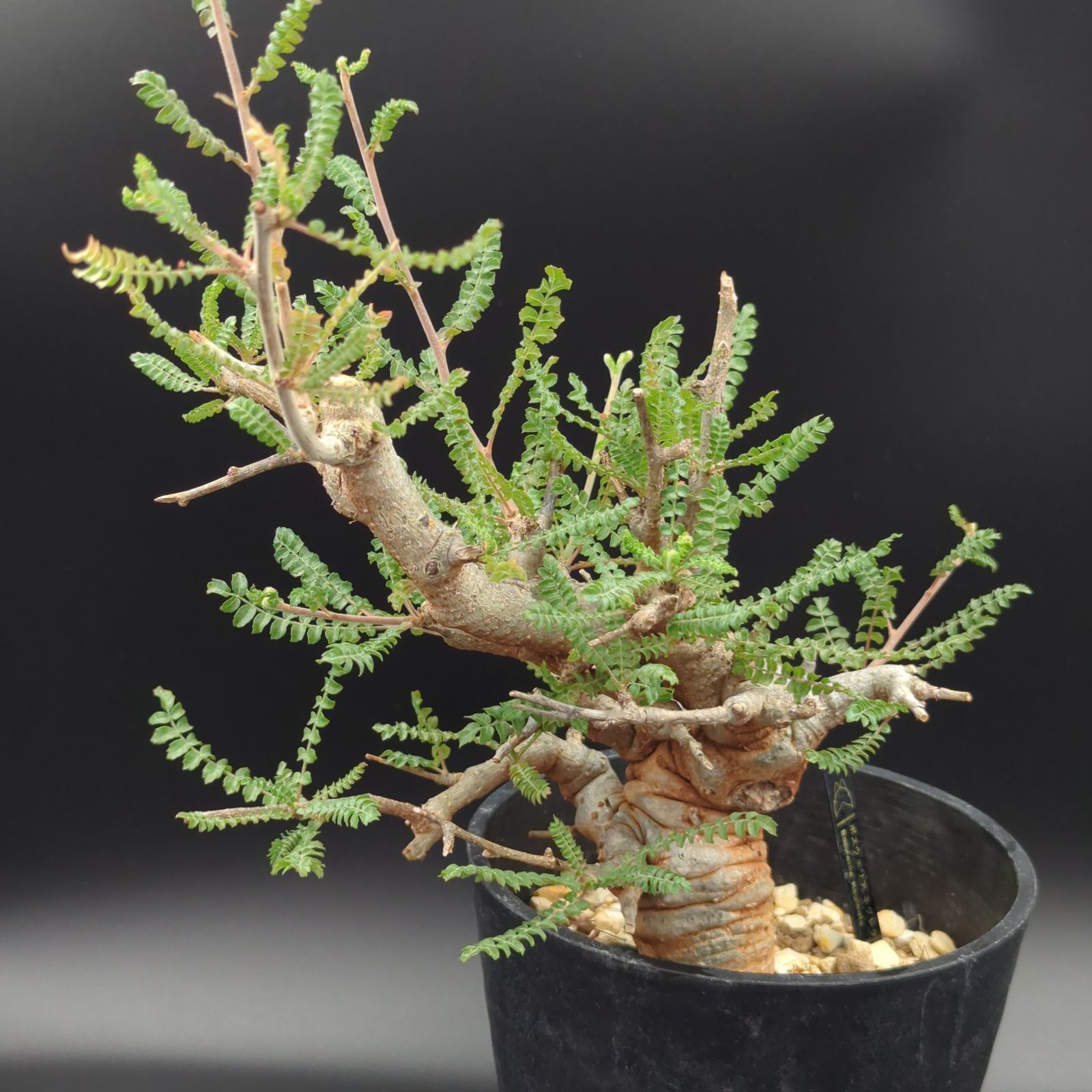 ボスウェリア・ネグレクタ (Boswellia neglecta) 発根済・現地球