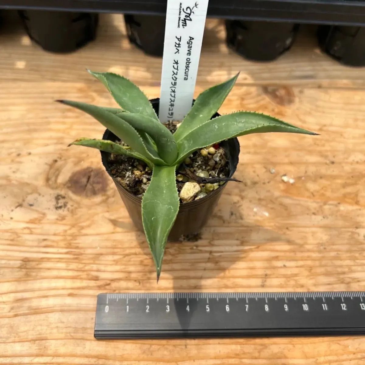 アガベ　シャウィー【US輸入株】【抜き苗発送】 アガベ シャウィー【US輸入株】【抜き苗発送】