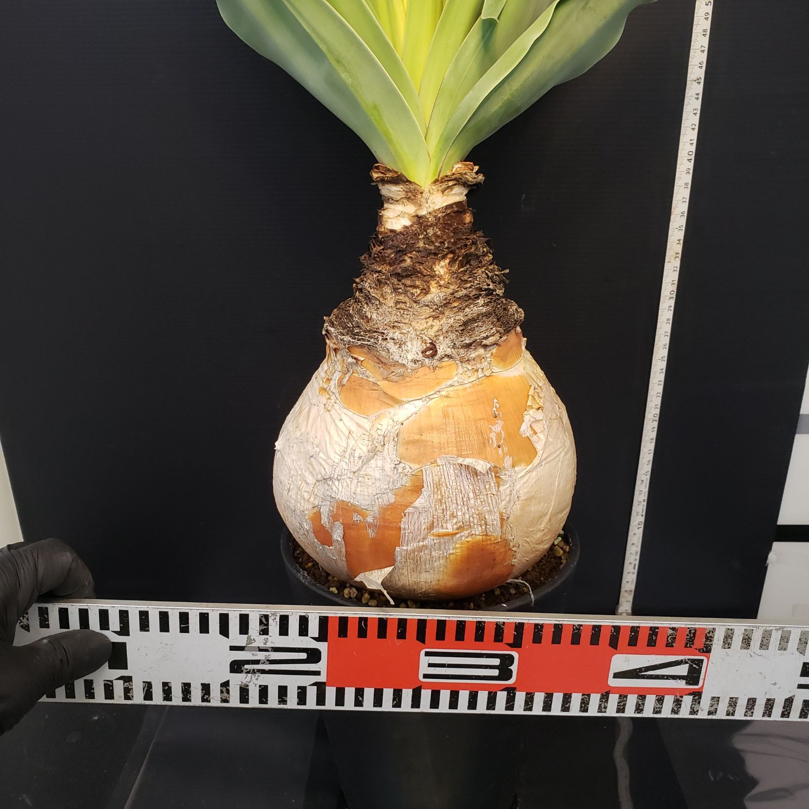 A385【自社養生株】ブーファン ハエマンソイデス（現地球・発根株