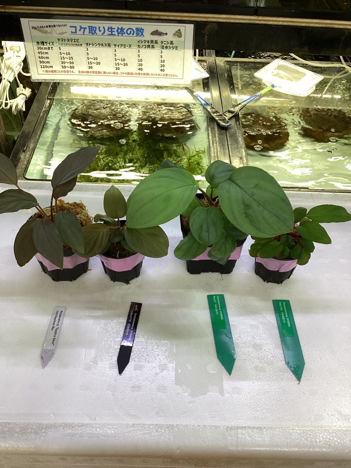 紅葉☆即購入OK様☆専用☆ 0071-momiji-eye.jpg