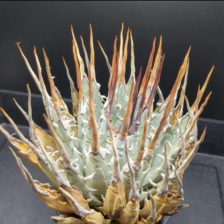 y*4様 【発根済】　アガベ　ユタエンシス　エボリスピナ　陽炎 アガベ ユタエンシス エボリスピナ陽炎（（USA株）発根済み | HARENOHI