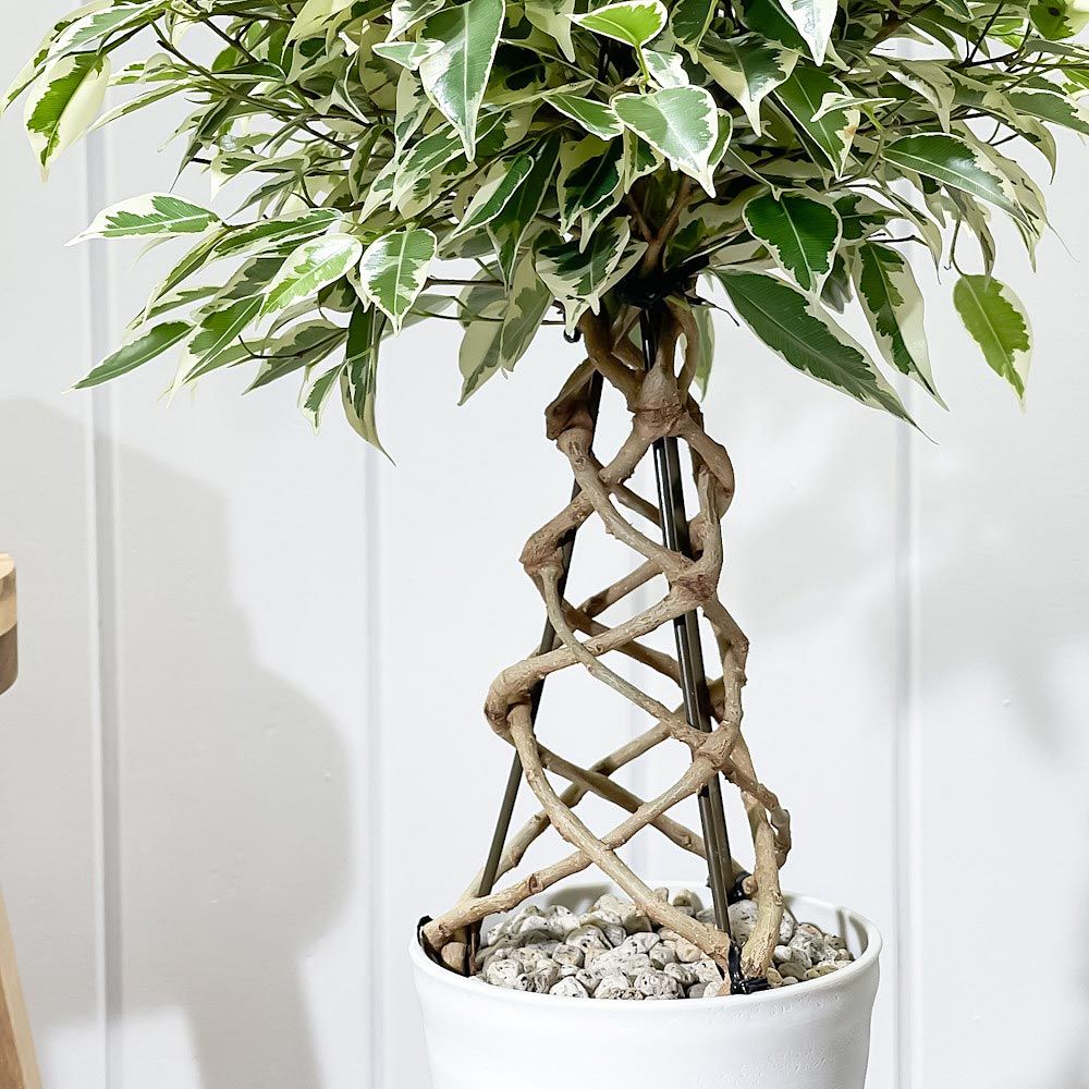 【鉢セット♥バランス良し】ストレリチア オーガスタ ストレチア 3株 鉢セット♥バランス良し】ストレリチア オーガスタ ストレチア 3株