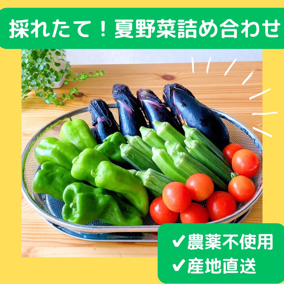 採れたて！夏野菜詰め合わせセット｜ナス・ピーマン・オクラ