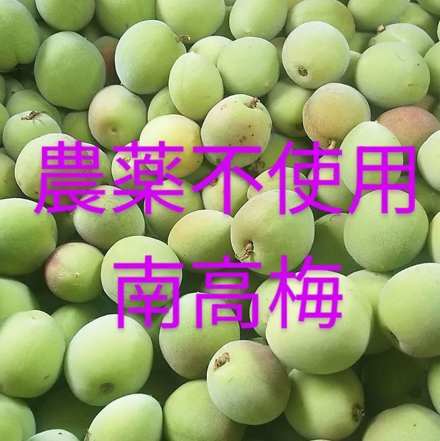 【もこもんチルド便】完熟梅 南高梅 3kg 栽培期間中農薬不使用 4L5L もこもん様専用チルド便】完熟梅 南高梅 3kg 栽培期間中農薬不