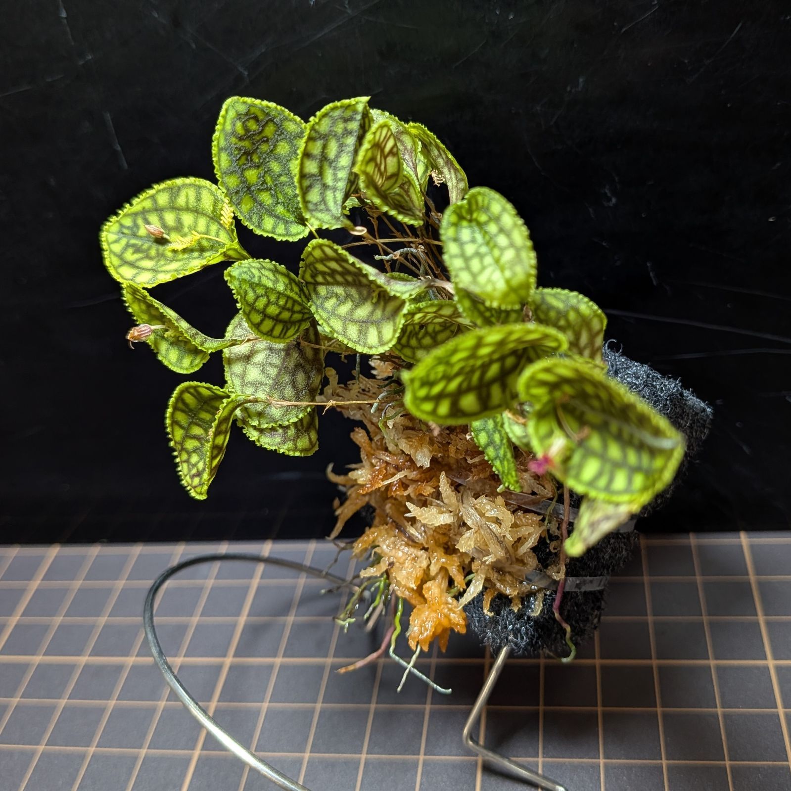 レパンテス カロディクティオン Lepanthes calodictyon