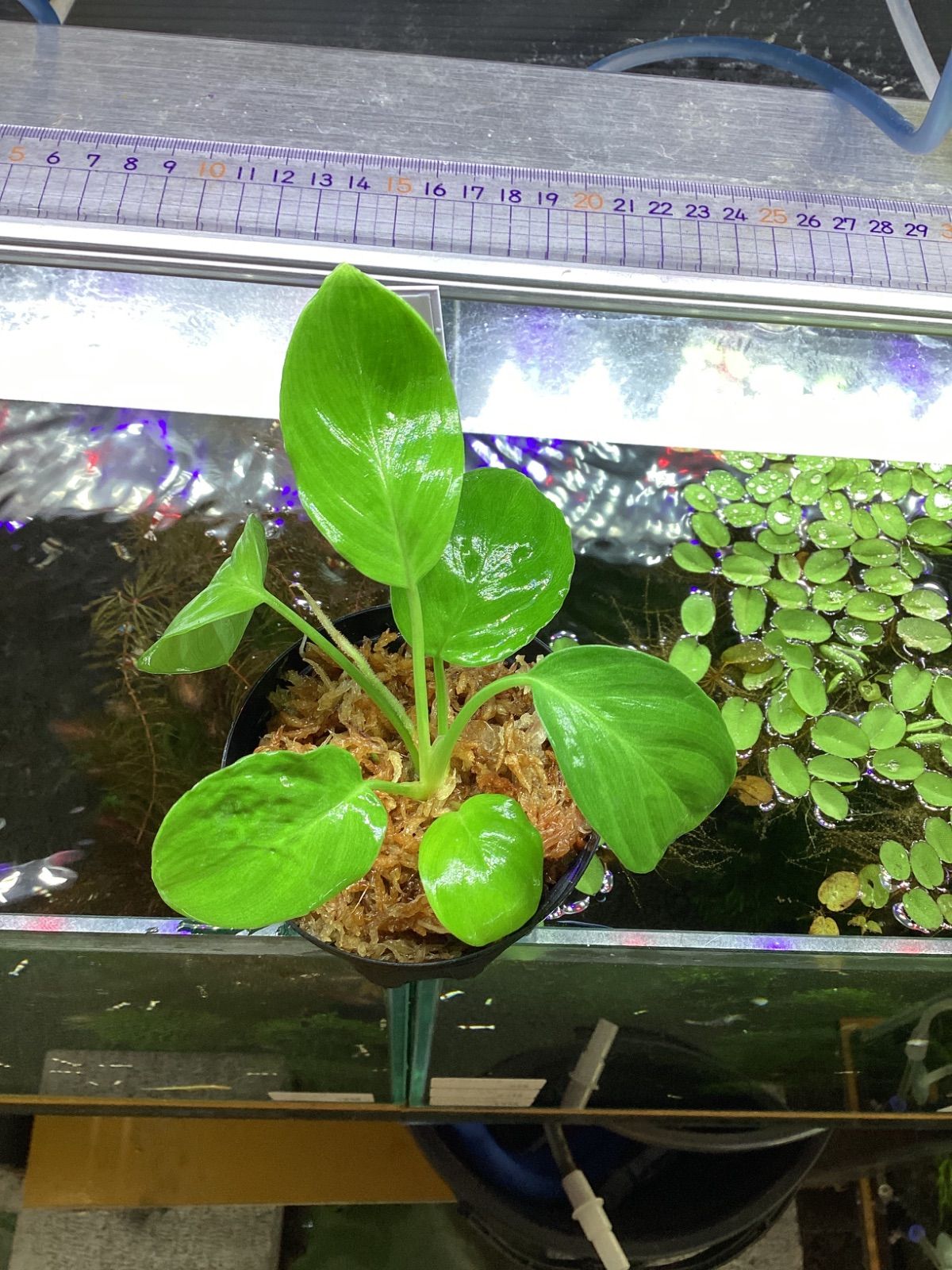 Homalomena cf. humilis Lanjak PP-230608-4 Kapuas Hulu KL-BAR【PP便