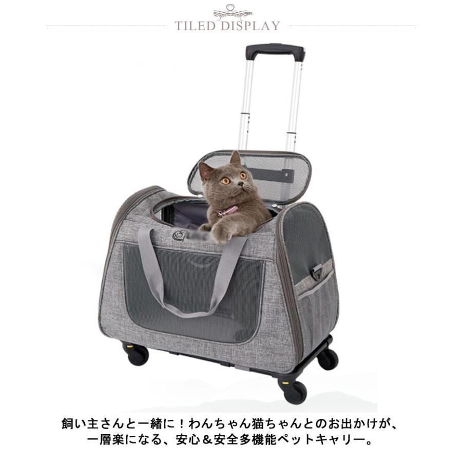 犬 小型犬