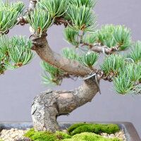 宮島五葉松 小品盆栽