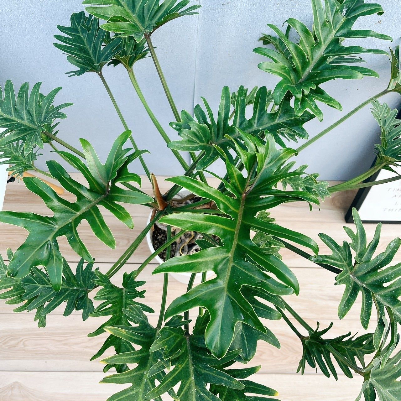 ［現品］23番　フィロデンドロン　ジャイアントザナドゥ　幹上がり　観葉植物　室内 在庫］【珍しい】フィロデンドロン ジャイアントザナドゥ 幹